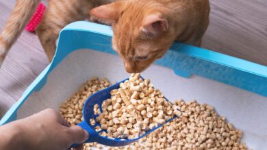 The best natural alternatives to clay litter for cats