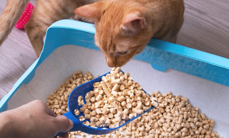 The best natural alternatives to clay litter for cats