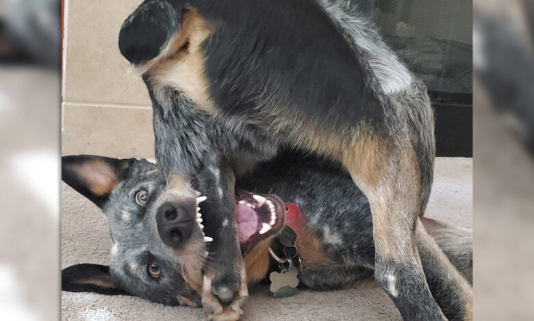 21 Hilarious Dogs That Seem To Be Malfunctioning