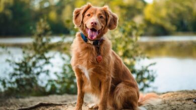 Ask Dr. Aziza: Things to start doing to help your dog live a long and happy life