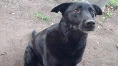 The trusty dog ​​that was lured into the forest mysteriously returns after a month and 45 miles
