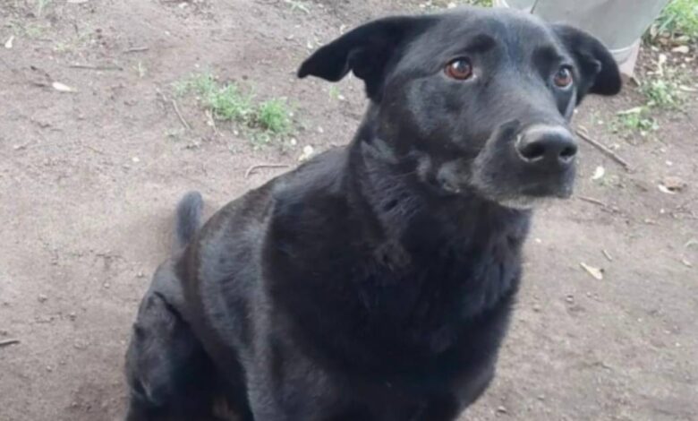 The trusty dog ​​that was lured into the forest mysteriously returns after a month and 45 miles