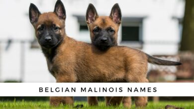 Belgian Malinois Names