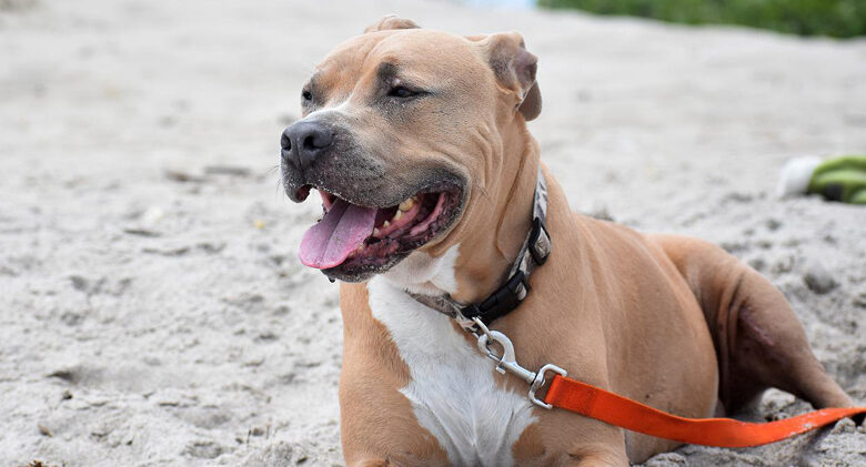 23 things to consider before adopting a Pit Bull