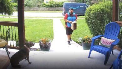 The delivery driver cautiously approached the patio where the Pit Bull was watching and waiting