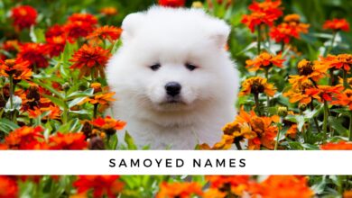 Samoyed Names for Your New Puppy