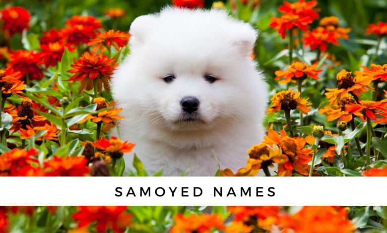 Samoyed Names for Your New Puppy