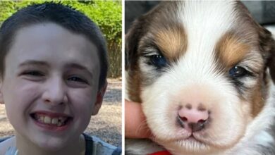 Family contact for help 10-year-old service dog with epilepsy