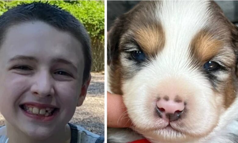 Family contact for help 10-year-old service dog with epilepsy