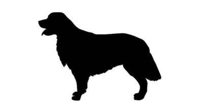 Can You Identify a Dog Breed by Its Appearance?