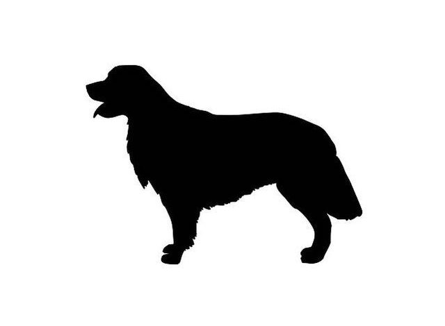 Can You Identify a Dog Breed by Its Appearance?