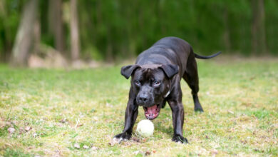 14 best durable toys for Pit Bulls