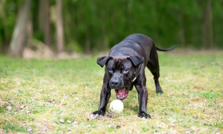 14 best durable toys for Pit Bulls