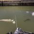 Beluga whales lost in the Seine are dangerously thin and refuse food