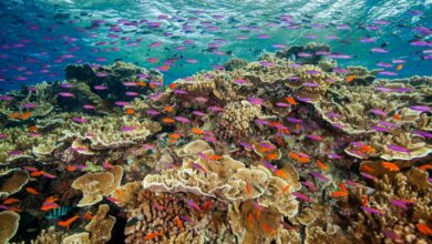 Record high corals across parts of Australia's Great Barrier Reef, although ecosystems remain vulnerable to heat |  Climate news