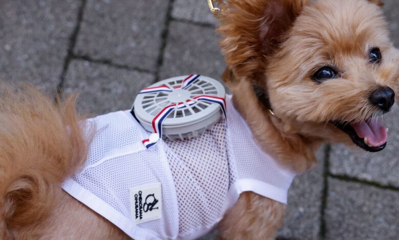 A 9-y-o female pet dog named Moco, a Pomeranian and Poodle Mix, wears a battery-powered fan outfit for pets, developed by Japanese maternity clothing maker "Sweet Mommy", in Tokyo, Japan July 28, 2022. REUTERS/Issei Kato