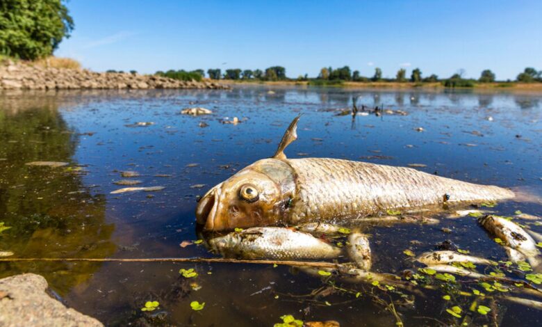 The River Oder fish are thought to have been killed by contamination