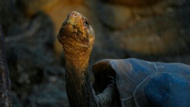 Ecuador fears Galapagos turtles are at risk of being hunted and killed |  World News