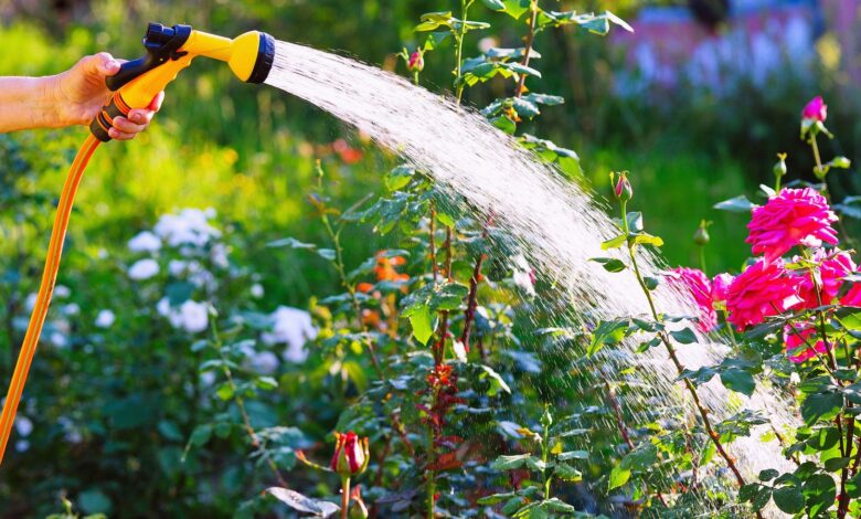 Watering rose flowerbed in garden