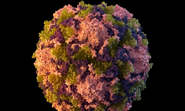Polio virus particle. Pic: Sarah Poser, Meredith Boyter Newlove/CDC via AP