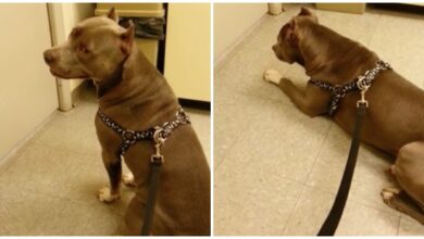 Pit Bull vocalist has a cute rage at the vet