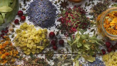 How to use the top 10 medicinal plants and herbs
