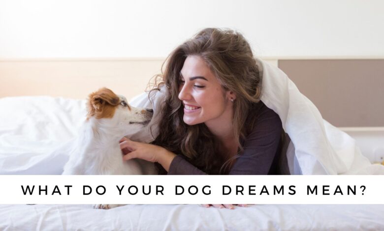 What does it mean when you dream about a dog?