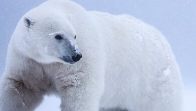 Polar bears are unlikely to go extinct more than 18 years ago when Arctic sea ice hits 'tipping point' - Would you plummet for that?