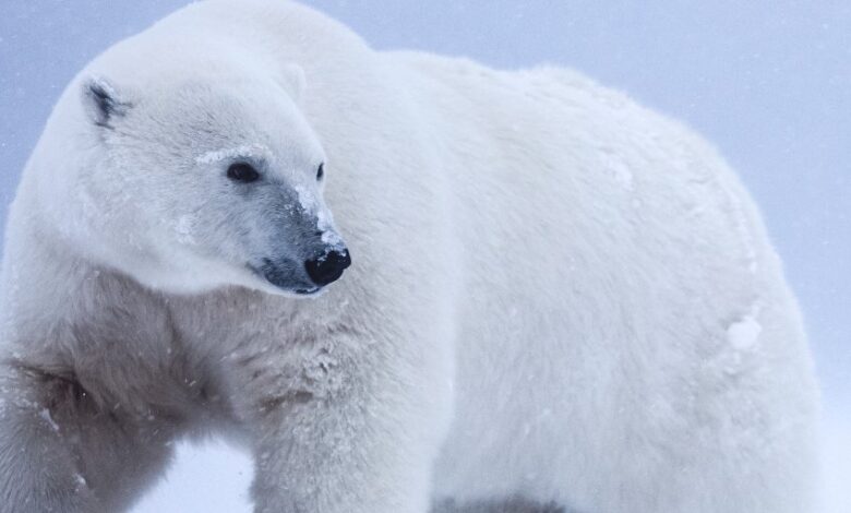 Polar bears are unlikely to go extinct more than 18 years ago when Arctic sea ice hits 'tipping point' - Would you plummet for that?