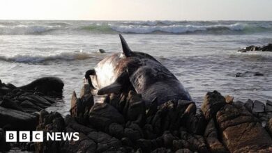 Massive dead sperm whale stranded on Australian beach