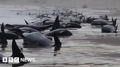 Whales stranded: 230 whales stranded on Tasmanian beach