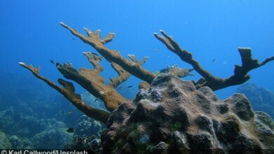 Florida aquarium scientists claim major breakthrough by successfully recreating Elkhorn coral