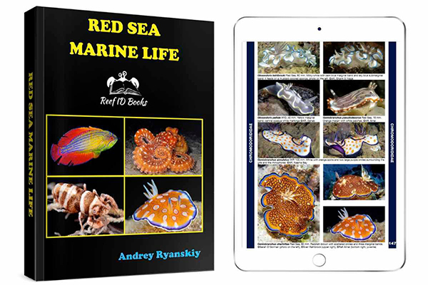 “Red Sea Marine Life” by Andrey Ryanskiy