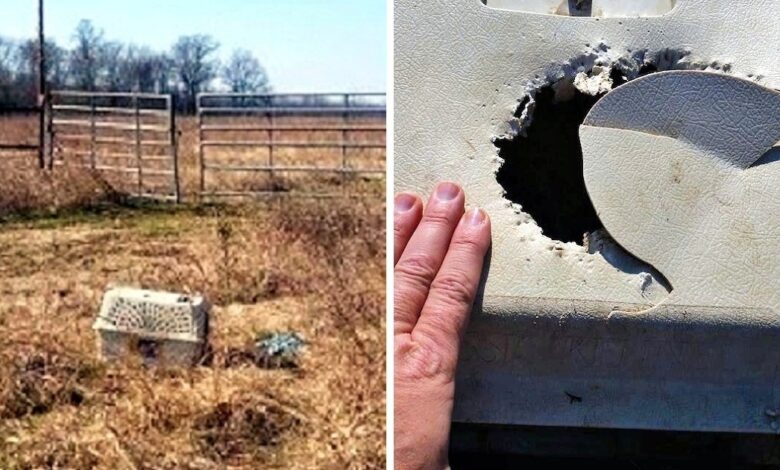 The cyclist saw the box "chewed" in the wild countryside, his heart sank when he opened it