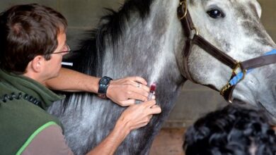InCompass launches free treatment recording service for horses