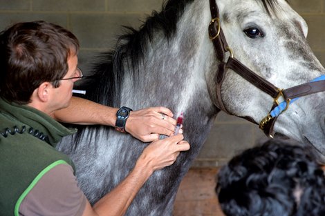 InCompass launches free treatment recording service for horses