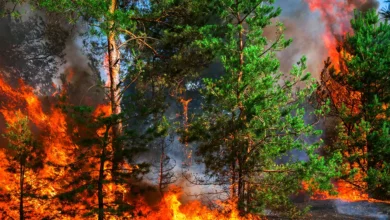 Wildfires Are the 'Old Normal' for the Pacific Northwest - Are You Rising to That?