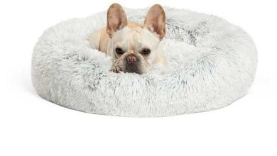 Dog in donut shaped bed