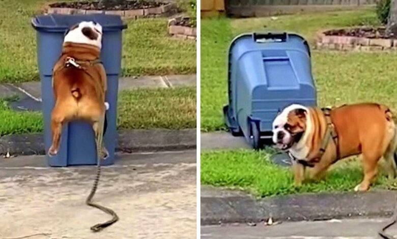 Bulldog is obsessed with running up and hitting every trash can he sees