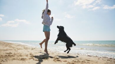 Top 11 dog-friendly beaches - Dogster