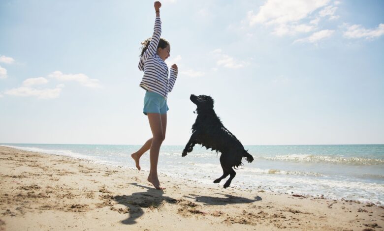 Top 11 dog-friendly beaches - Dogster