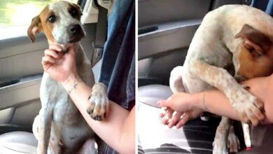 Woman saves 'dying' dog on leash and dog grabs hand to say 'thank you'