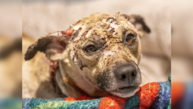 Abandoned dog with second-degree burns finds hope