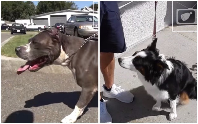 Man conducts social experiment to show how people react to "evil" breed