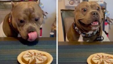 Big Birthday Bully stares at his Pupcake while his family stares