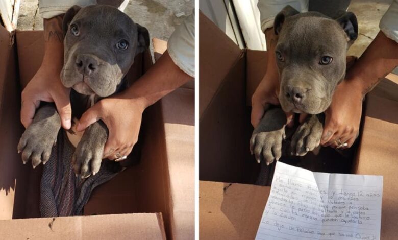 Boy abandons his beloved dog with his favorite toy and heartbreaking message