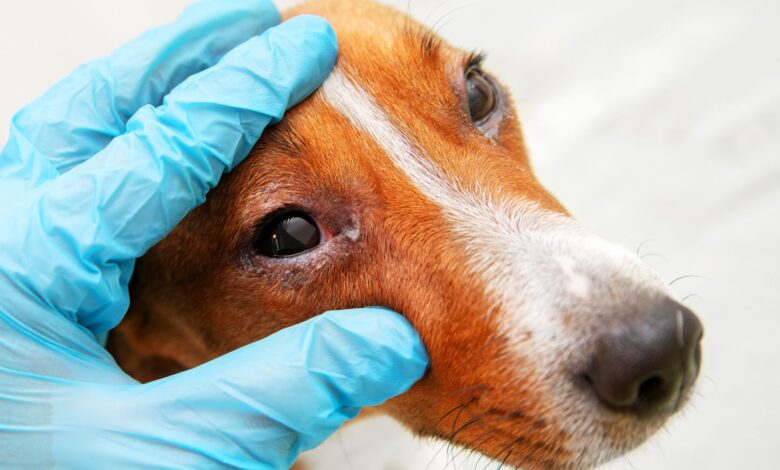 How to treat eye infections for dogs - Dogster
