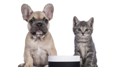 Can dogs eat cat food?  - Dogster