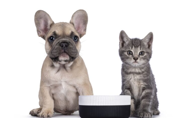 Can dogs eat cat food?  - Dogster