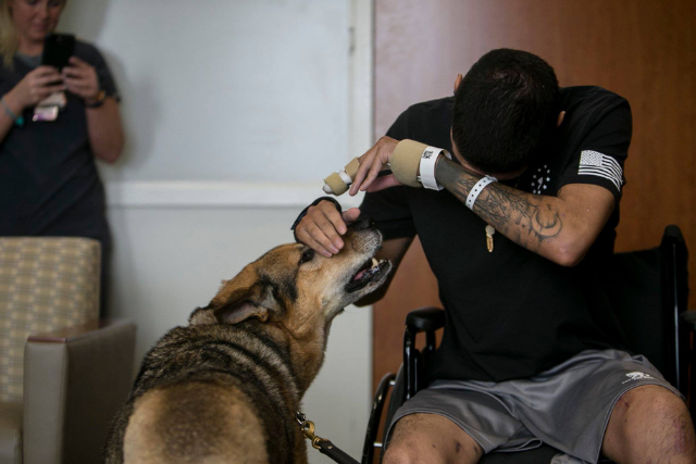 Wounded soldier and army dog ​​reunited after receiving purple heart